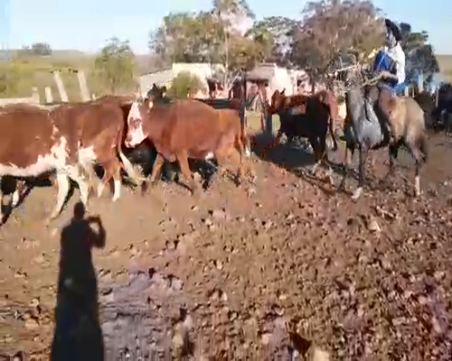 Lote 200 Vaca en Artigas