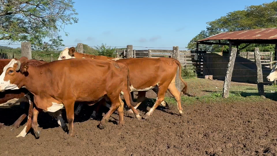 Lote 30 Vaquillas y vacas para invernar en Corrientes, San Roque