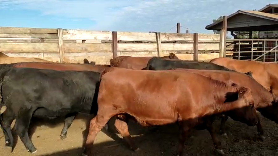 Lote 20 Vaquilla Gorda en Los Ángeles, VIII Región Biobío