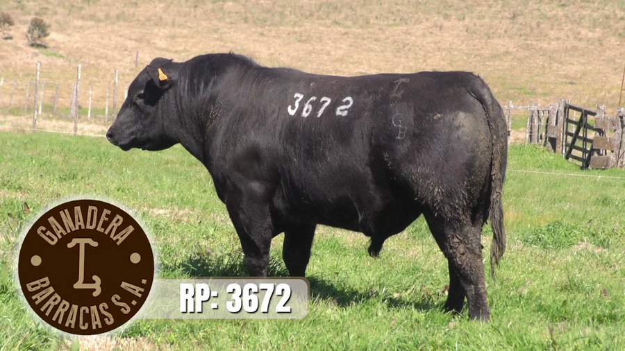 Lote (Vendido)Toros a remate en Ganadera Barracas S.A en Caraguata