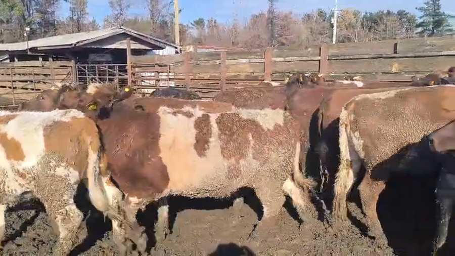 Lote 40 Vaquilla Gorda en Otra Localidad, VIII Región Biobío