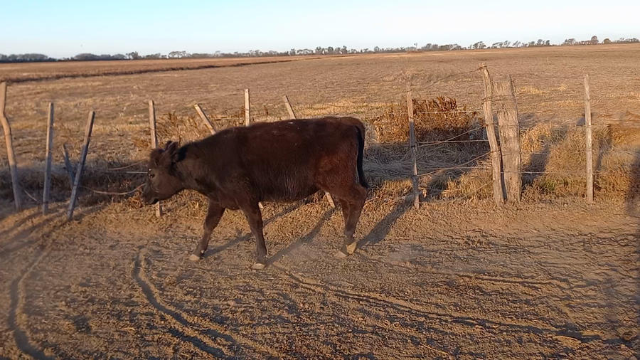 Lote 11 Novillitos y vaquillonas Cruzas en Col. Bigand, Santa Fe