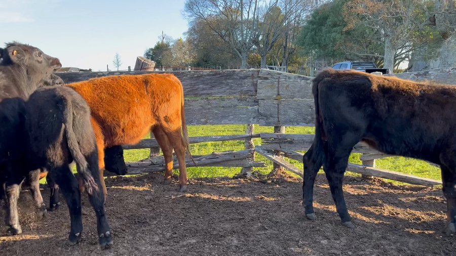 Lote TERNEROS Y TERNERAS