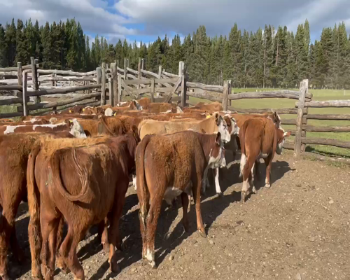 Lote 65 Novillo Engorda en Coyhaique, XI Región Aysén