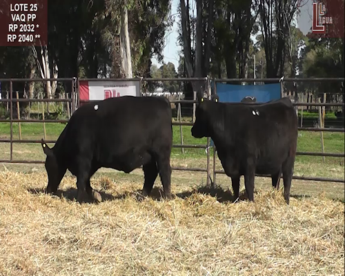 Lote VAQ. A. ANGUS PURAS DE PEDIGREE C/GARANTÍA DE PREÑEZ