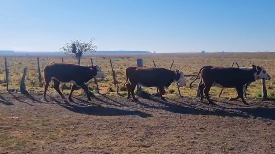 Lote 27 Vaquillonas C/ gtia de preñez en Corrientes, Curuzu Cuatia