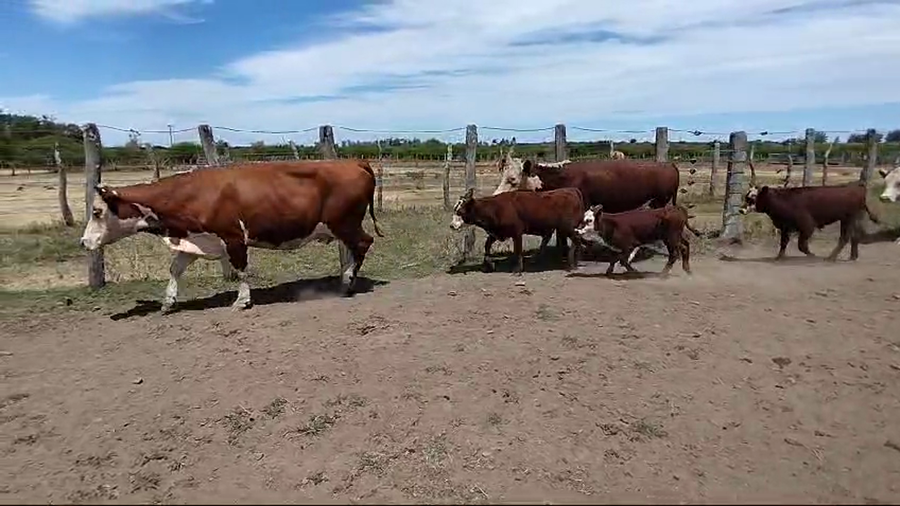 Lote 35 Vaquillonas C/ gtia de preñez