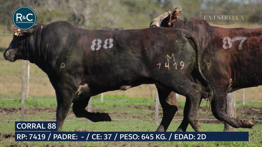 Lote Toro Media sangre