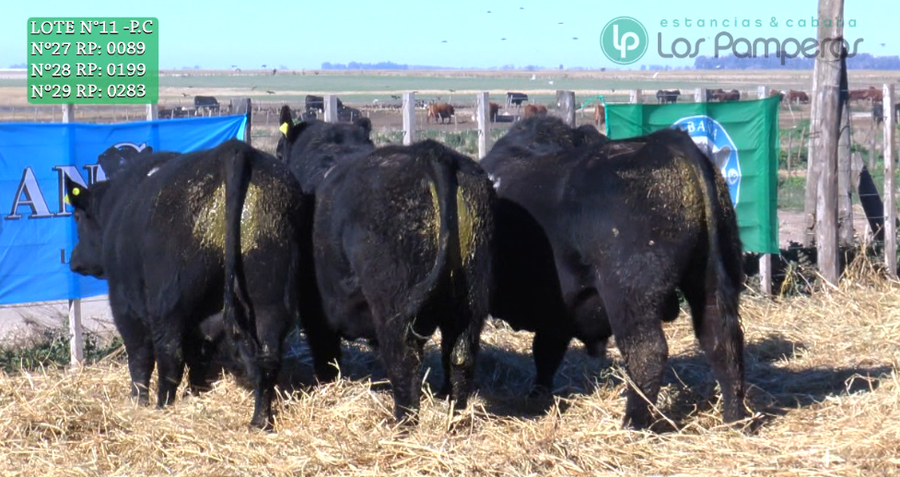 Lote TOROS PUROS CONTROLADOS