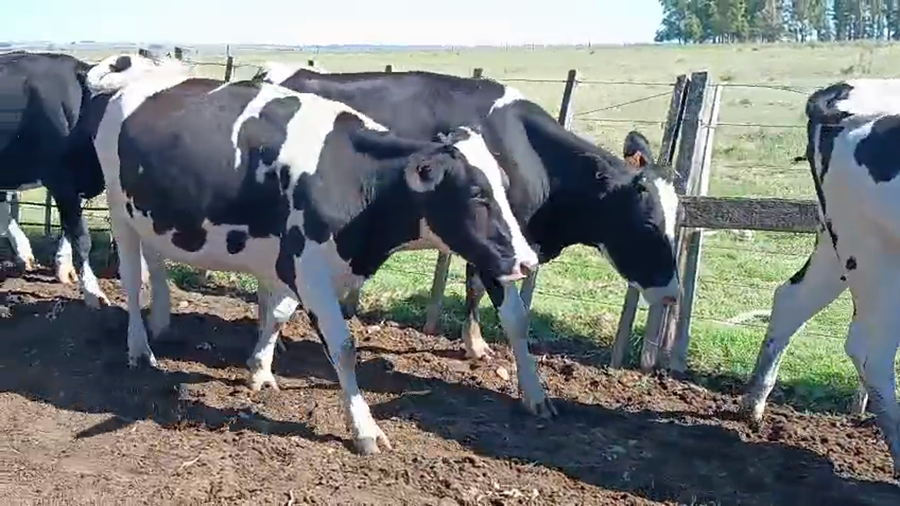 Lote 4 Vaquillonas  a remate en Pantalla Camy - Aniversario 31 Años, San José