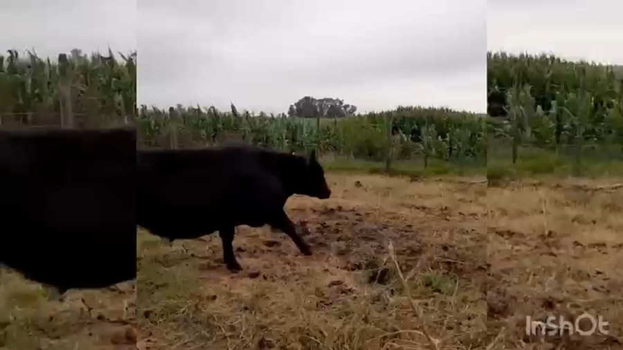 Lote 30 Terneros/as en Casalins, Buenos Aires