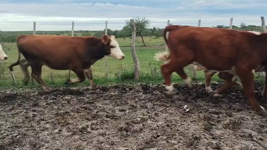 Lote 76 Novillitos
