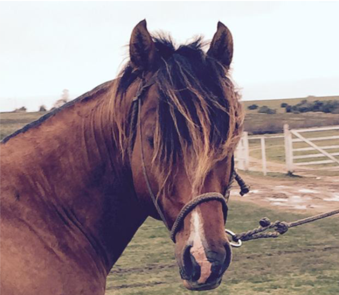 Lote HARTO DA RECONQUISTA