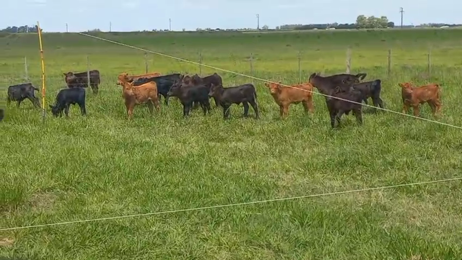 Lote 32 Vaquillonas C/ Cria en Gral. Alvear