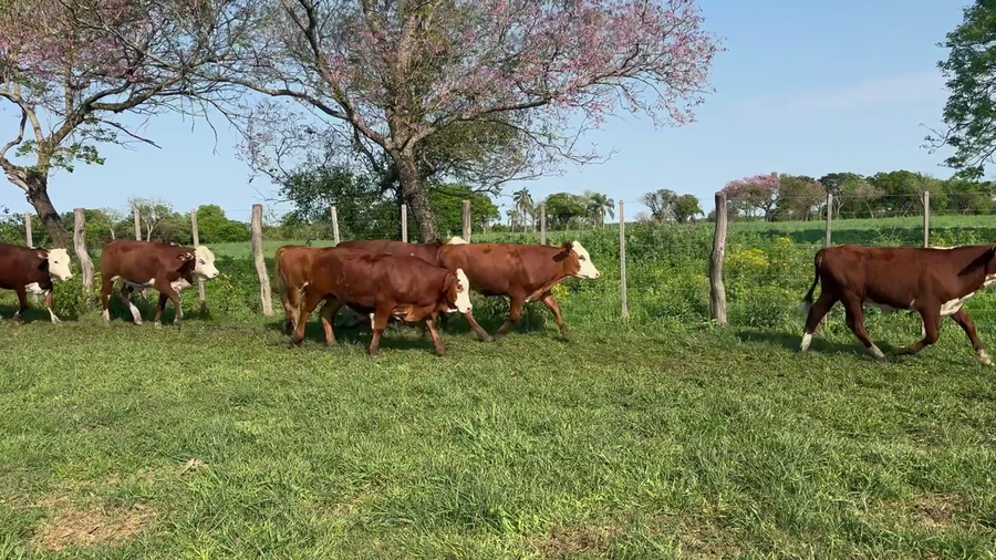 Lote 120 Terneros