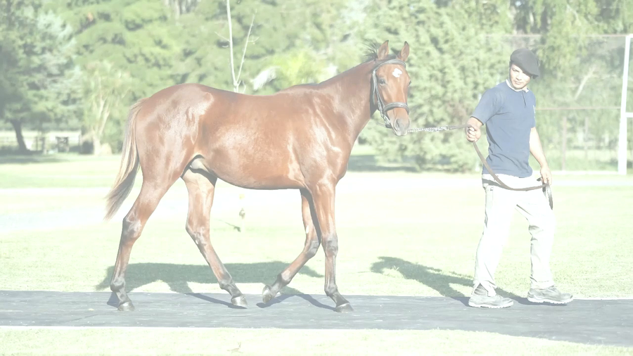 Lote BEACH STARS (TREASURE BEACH -  WIN THE STARS por  Luhuk)