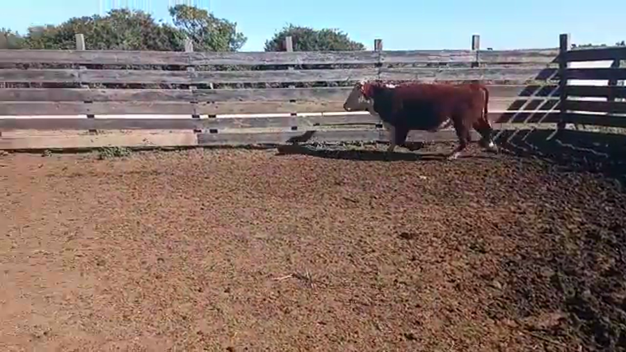 Lote Toros HEREFORD a remate en Pantalla Camy Mayo - Desde La Cuenca 420kg - , San José