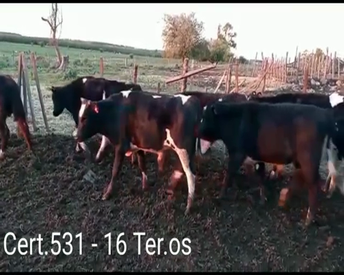 Lote (Vendido)16 Terneros 7 AA/ HO - 9HO a remate en Remate virtual de Coco Morales & Asoc. 240kg -  en CUEVA DEL TIGRE A 18 KM DE CARDONA