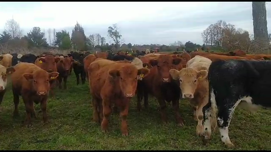 Lote 50 Novillo Engorda en Paillaco, XIV Región Los Ríos