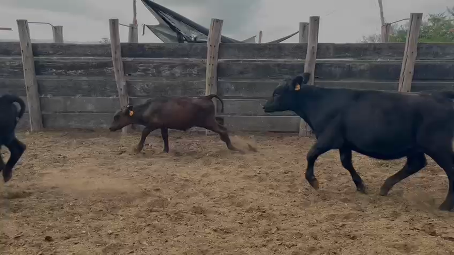 Lote TERNEROS Y TERNERAS