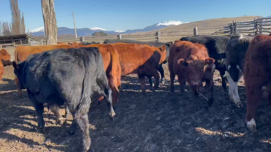 Lote 28 Ternero en Coyhaique, XI Región Aysén