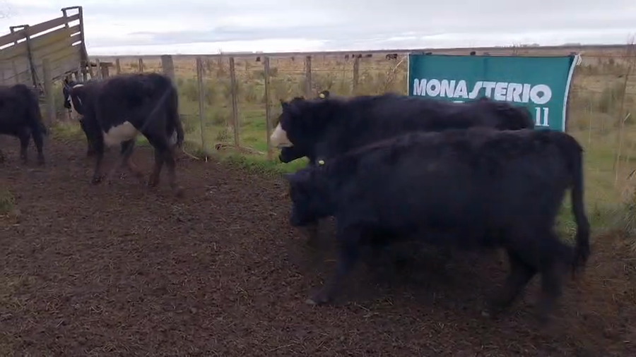 Lote 70 Novillitos y vaquillonas EN ARBOLEDAS