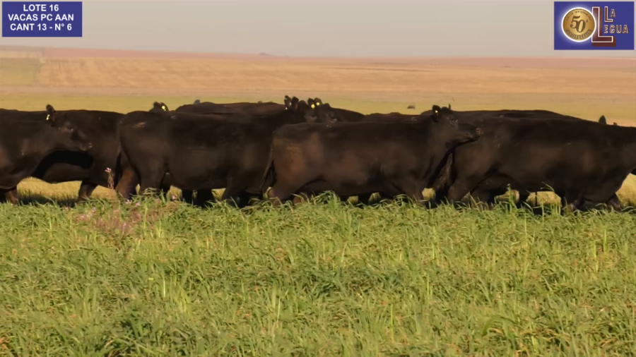 Lote VACAS  ANGUS NEGRAS   P. CONTROLADAS C/ GTIA DE PREÑEZ