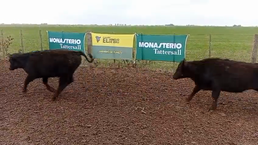 Lote 65 Novillitos de El Hinojo de Bru