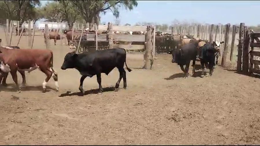 Lote 120 Terneros en Quimilí, Santiago del Estero