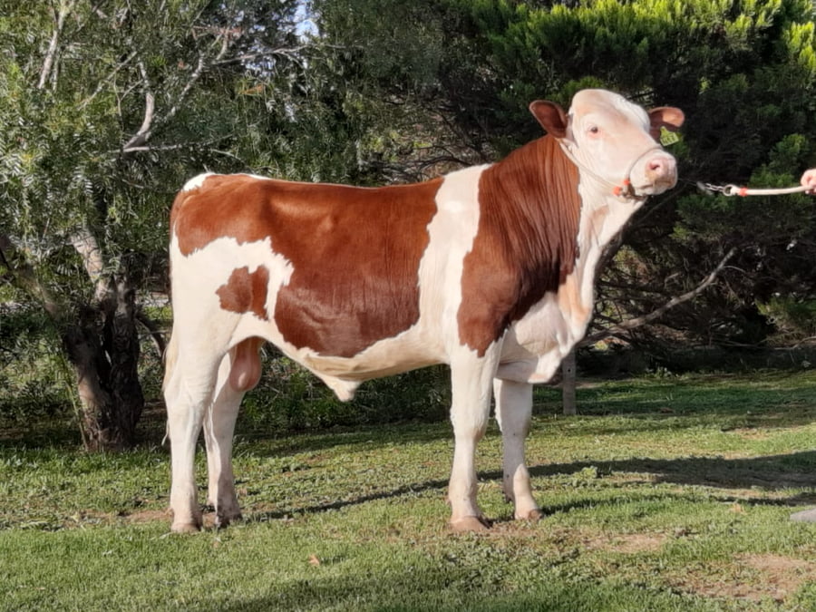 Lote TORO MONTBELIARDE