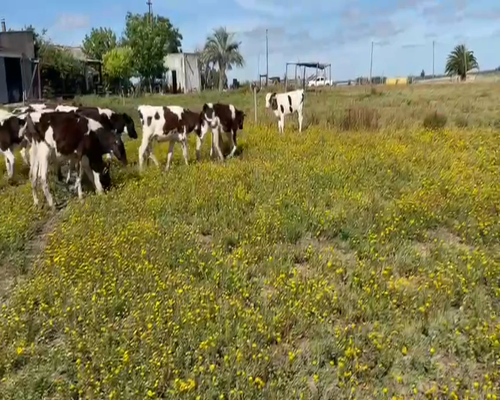 Lote (Vendido)17 Terneros HOLANDO a remate en 2da Pantalla ENTRE MARTILLOS 90-100kg -  en CHAMIZO