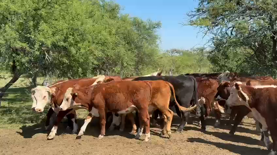 Lote 40 Novillos en Entre Ríos, Federal