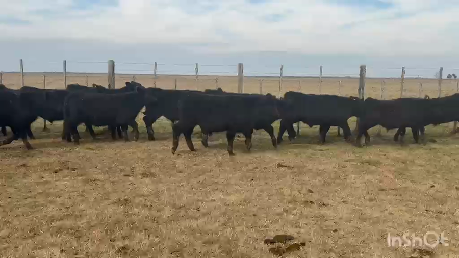 Lote 60 Terneros