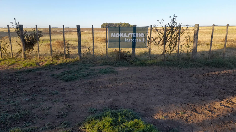 Lote 113 Terneros en Benito Juárez