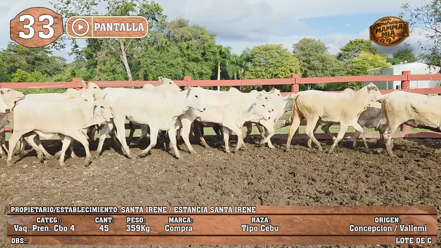 Lote LOTE 33 - POR PANTALLA