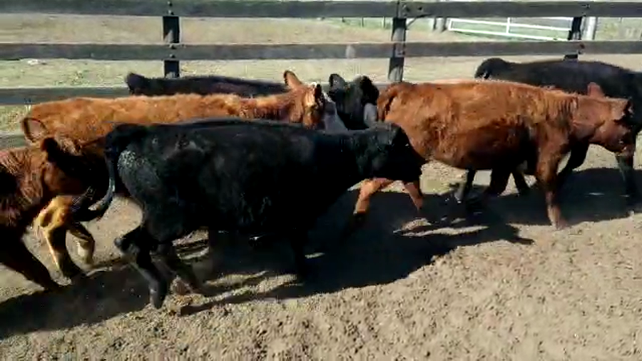 Lote 101 TERNS. MACHOS Y HEMBRAS, CHASCOMUS, PCIA. DE BS. AS.