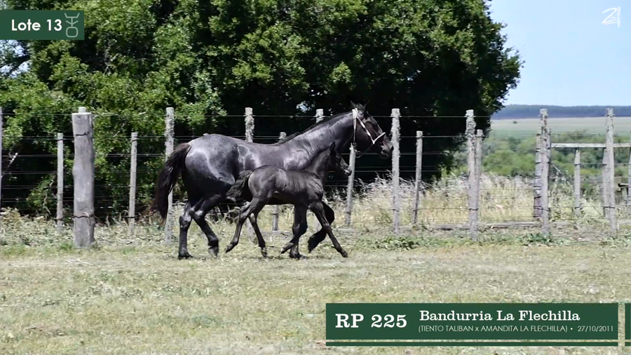 Lote Bandurria La Flechilla