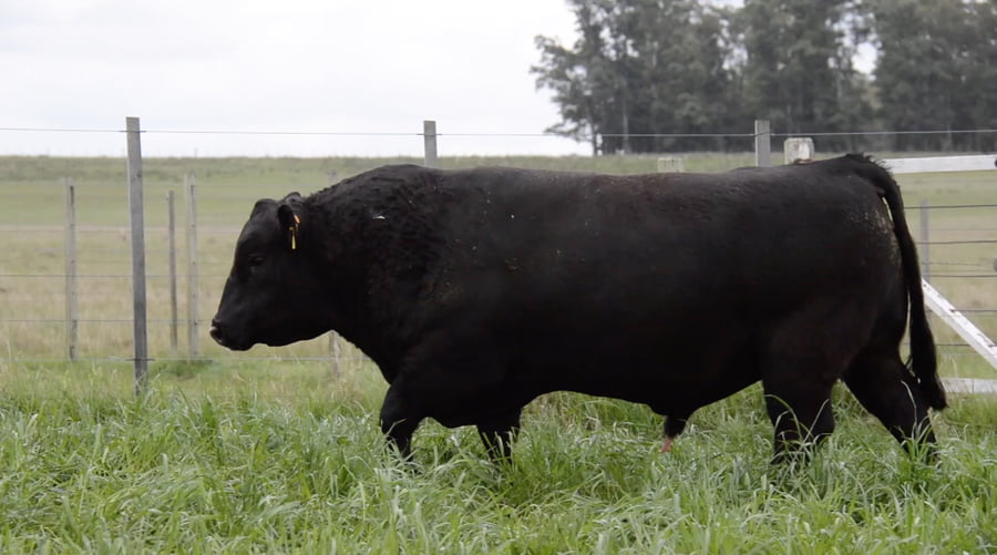 Lote ABERDEEN ANGUS PEDREGREE