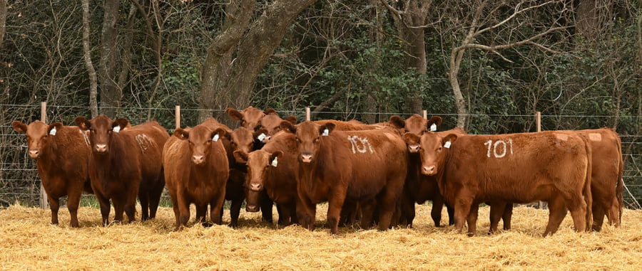 Lote VAQUILLONAS ANGUS PC OTOÑO