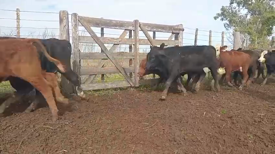 Lote 60 Terneros