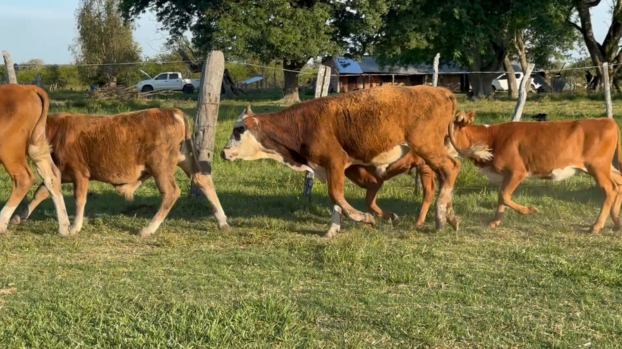 Lote 130 Terneros/as en Corrientes, Paso de Los Libres