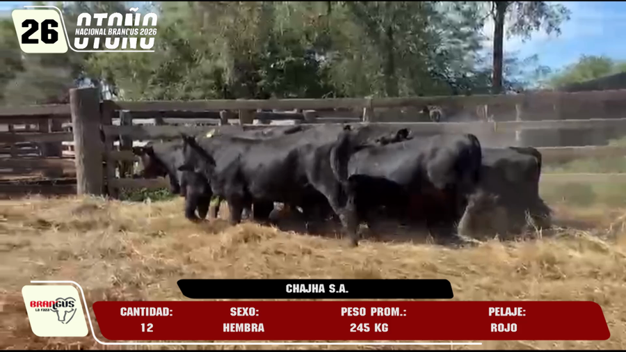 Lote LOTE 26