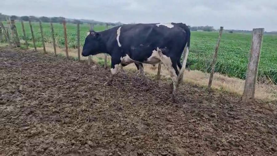 Lote Toros a remate en Pantalla Camy 500kg - , San José