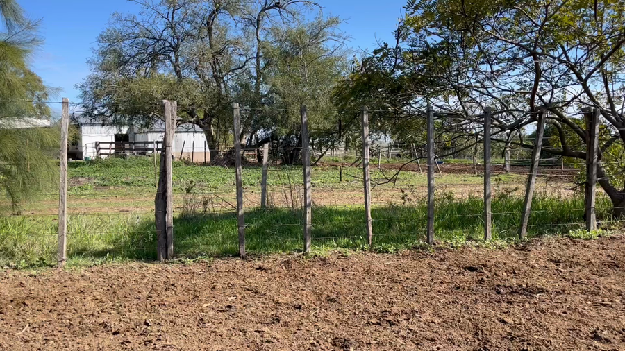 Lote VAQUILLONAS 1 a 2 AÑOS