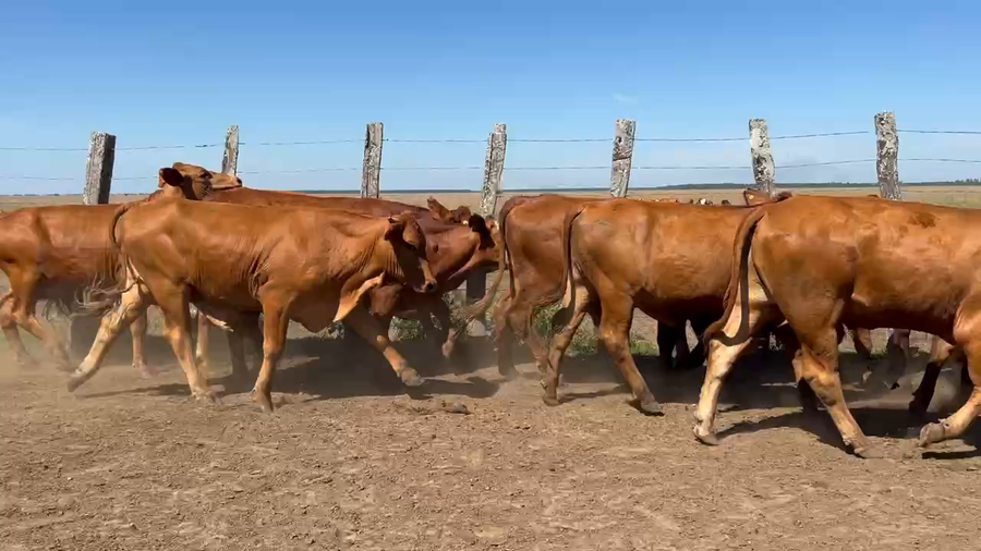 Lote 45 Novillos en Santo Tomé, Corrientes