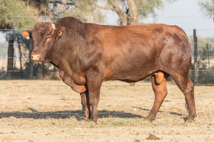 Lote Toro Cabaña Los Vicente (RP416)