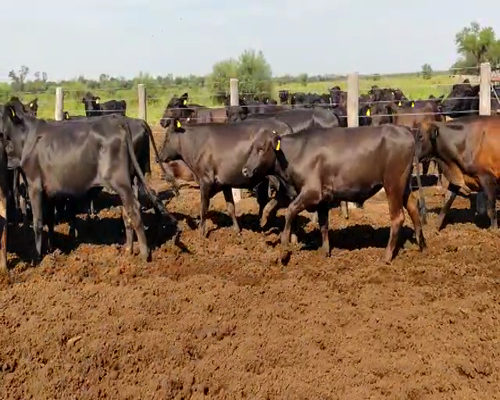 Lote 75 Novillos en Tintina, Santiago del Estero