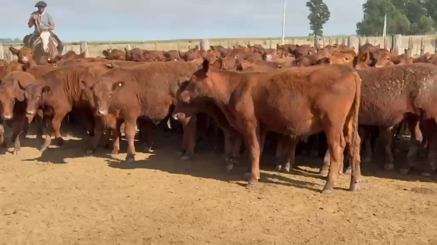 Lote 130 Novillitos