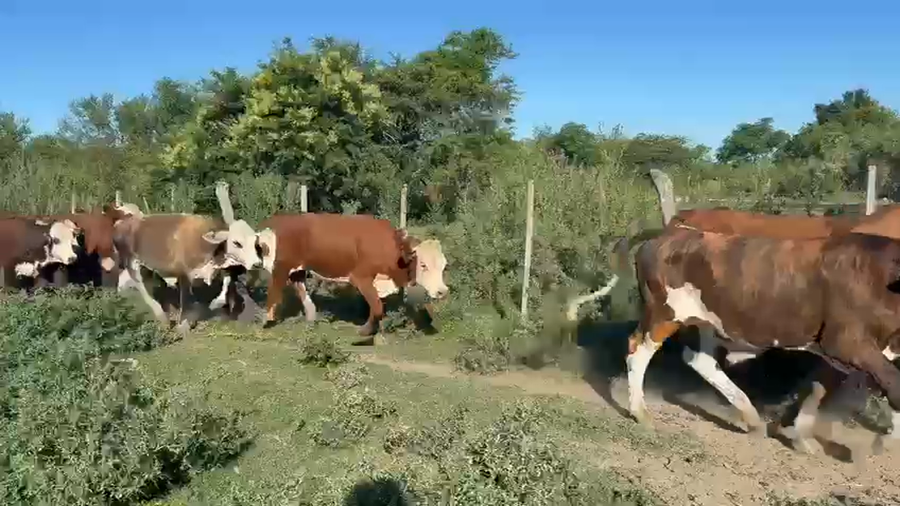 Lote 110 Novillitos en Corrientes, Esquina