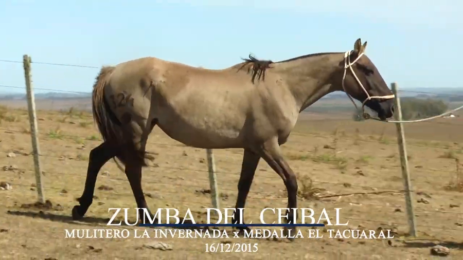 Lote Zumba Del Ceibal